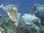 Picture 'Th1_0_2894 Cuttlefish, Thailand'